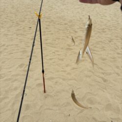 キス釣り第二戦