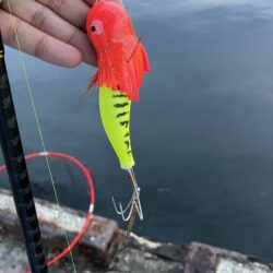 タコ初釣果