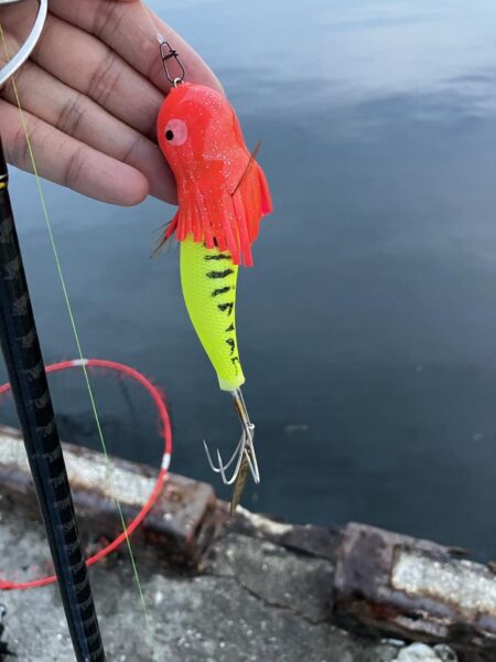 タコ初釣果