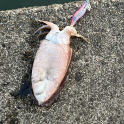 夕方エギング