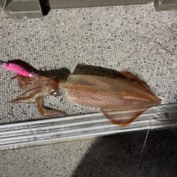 今年初のイカメタル