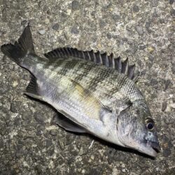 仕事終わりの釣行