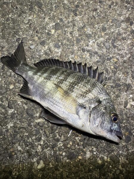 仕事終わりの釣行
