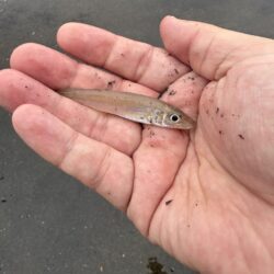 キス釣査in福井