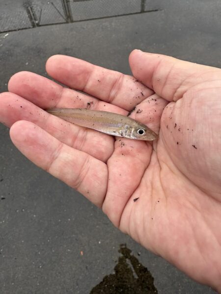 キス釣査in福井