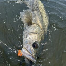 リバーシーバス