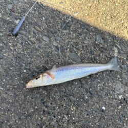 投げ釣り