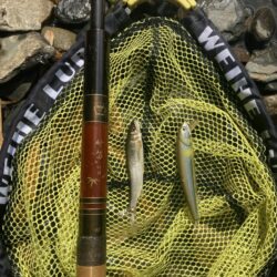 昭和レトロな渓流竿でアユイング🎣