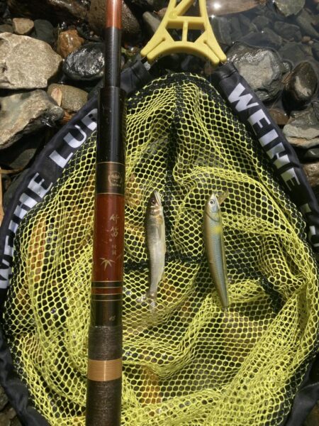 昭和レトロな渓流竿でアユイング🎣