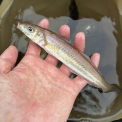 釣れました