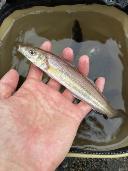 釣れました