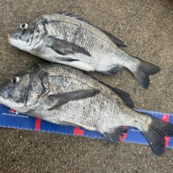 宇野港 沖磯釣り