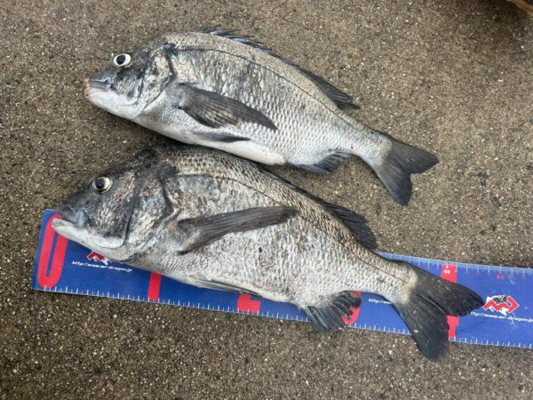 宇野港 沖磯釣り