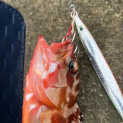 地元にはいないお魚
