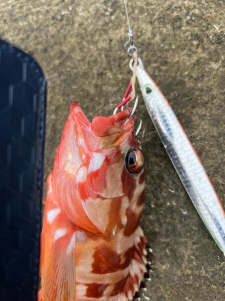 地元にはいないお魚