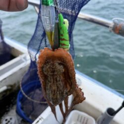 マダコ釣り