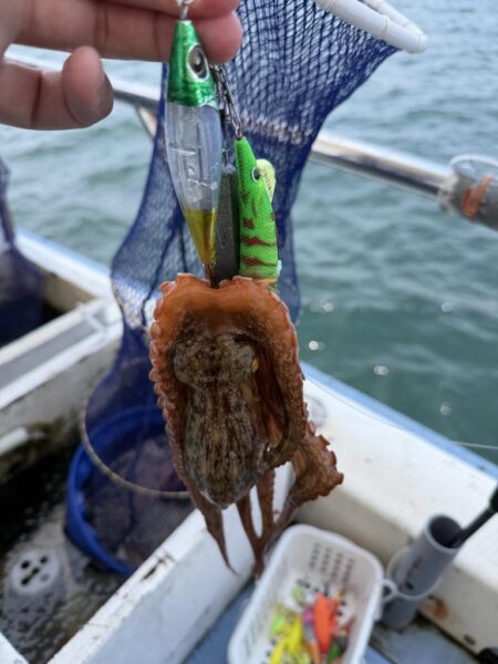マダコ釣り