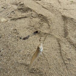 キス釣り