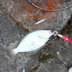 ヒラメ45cm