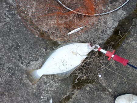 ヒラメ45cm