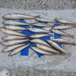 久々のキス釣り！