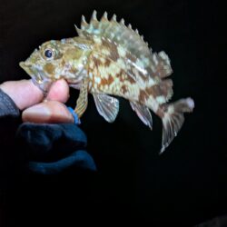 癒やし