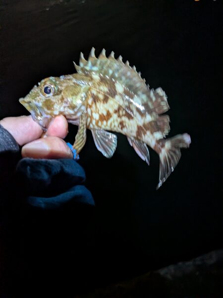 癒やし