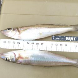 今年イチの数釣り
