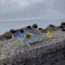 三重釣行1