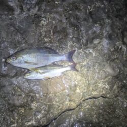 底カゴでのイサキ釣り