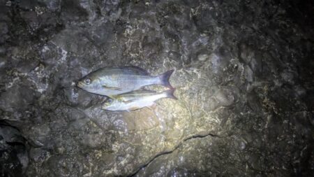 底カゴでのイサキ釣り