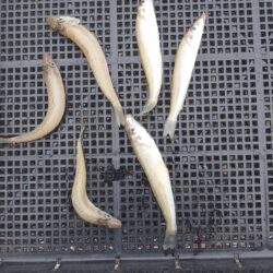 遠投キス釣り