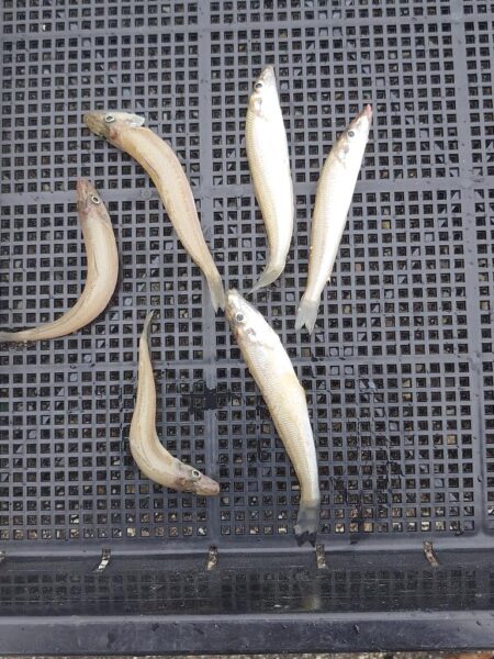 遠投キス釣り