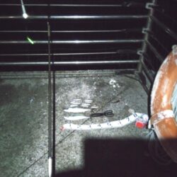 サバでサバが釣れる？