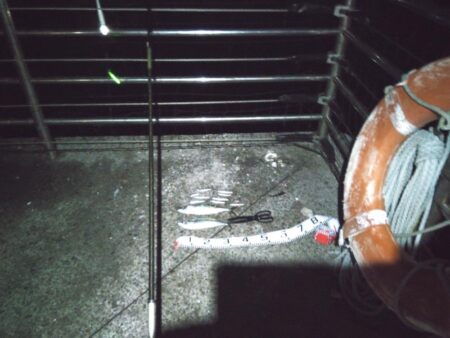 サバでサバが釣れる？