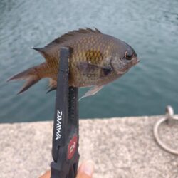 和歌山釣行🎣