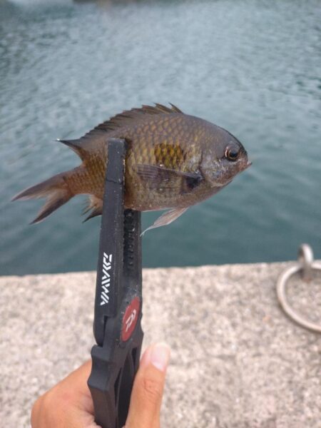 和歌山釣行🎣