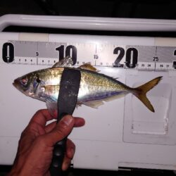 電気ウキ釣り 15