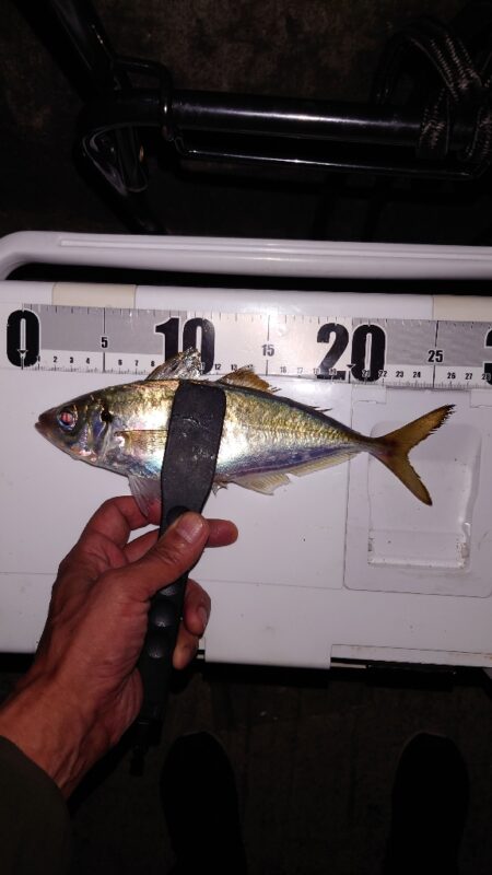 電気ウキ釣り 15