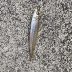 アジングからのキス釣り