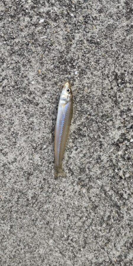 アジングからのキス釣り