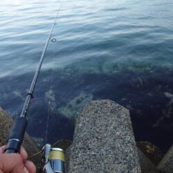 まだコウイカ釣れます