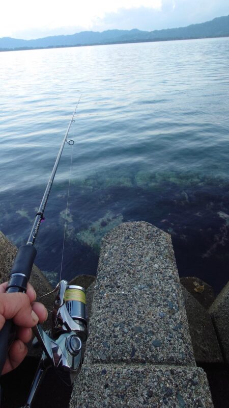まだコウイカ釣れます