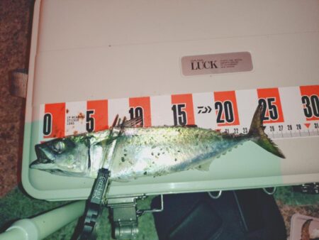 大サバ狙い🎣