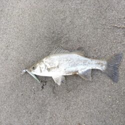 マゴチとヒラセイゴ釣れました。