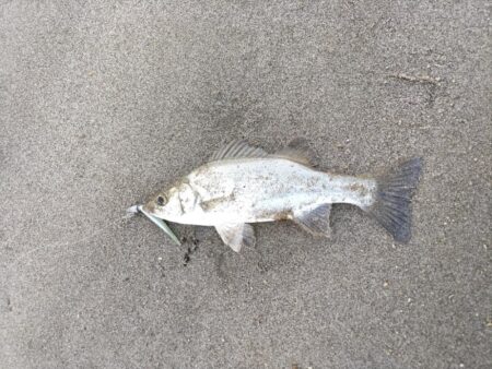 マゴチとヒラセイゴ釣れました。