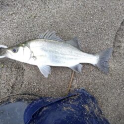 ソゲとヒラセイゴが釣れました!