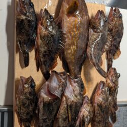 根魚祭り