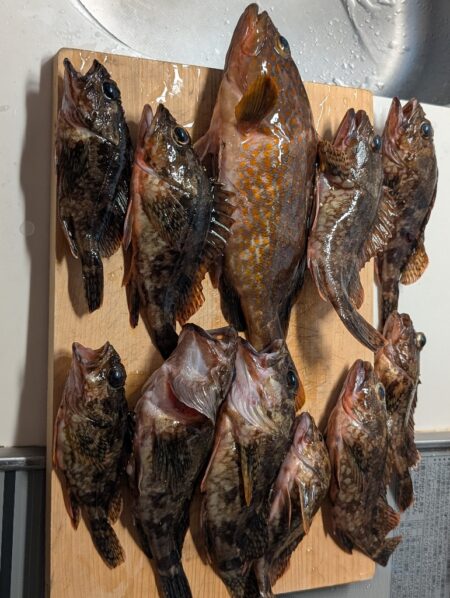 根魚祭り
