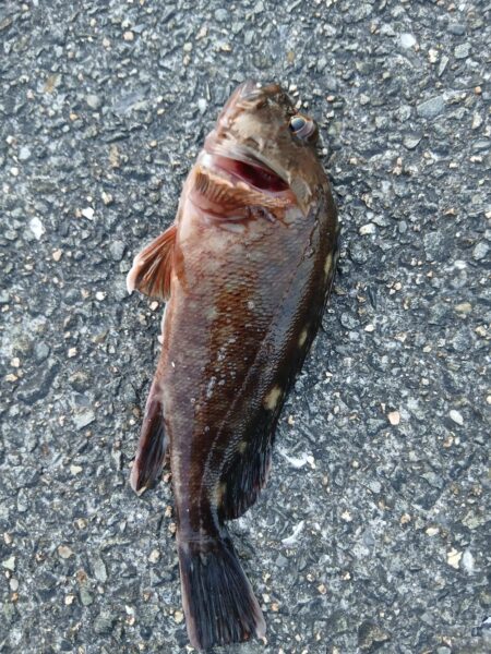 大荒れの釣行